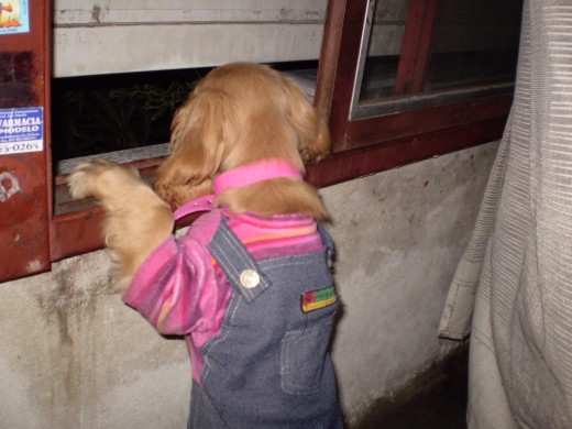 estoy espiando por la ventana.